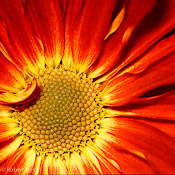 Shop Flowers