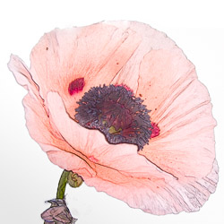 EditCopy_1poppy-11.jpg