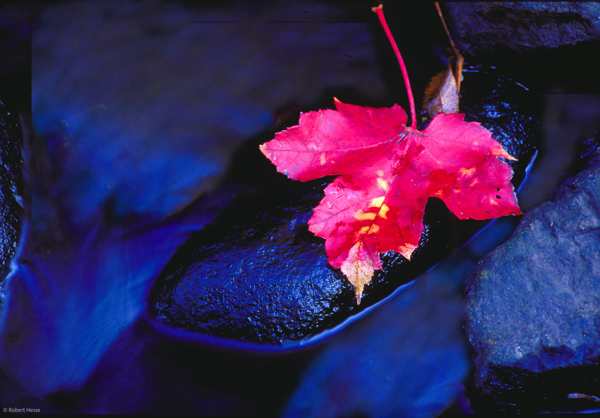 Ileaf1.jpg